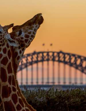 Taronga After Dark Giraffes at Sunset