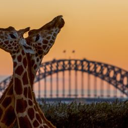 Taronga After Dark Giraffes at Sunset