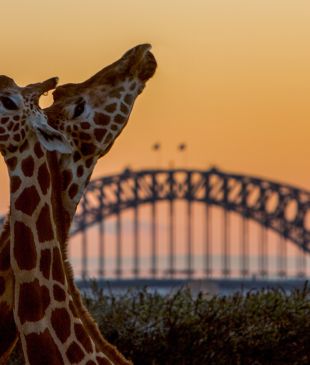 <p><i>Taronga After Dark</i> is the zoo’s <i>enchanting new night out</i></p>
