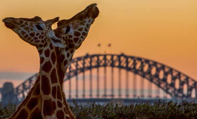 Taronga After Dark Giraffes at Sunset
