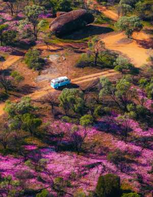 Wildflowers at Datjoin Rock