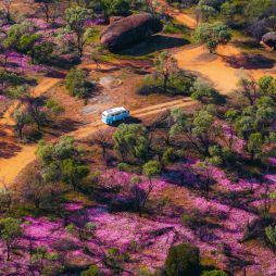 Wildflowers at Datjoin Rock