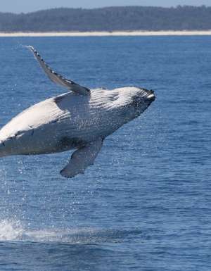 A humpback whale breaching