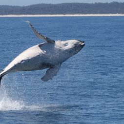 A humpback whale breaching