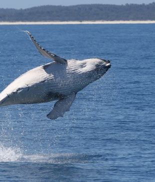 <p><i>This Aussie town is the whale watching capital</i> of the world</p>
