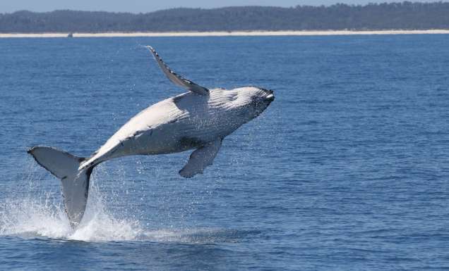 A humpback whale breaching