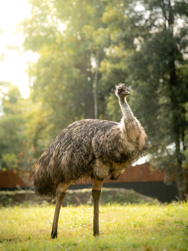 Emu at Australia Zoo