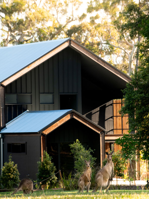 Exterior of the Crocodile Cabins at Australia Zoo with kangaroos grazing