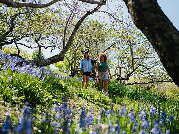 Mount Lofty Botanic Garden walking trails