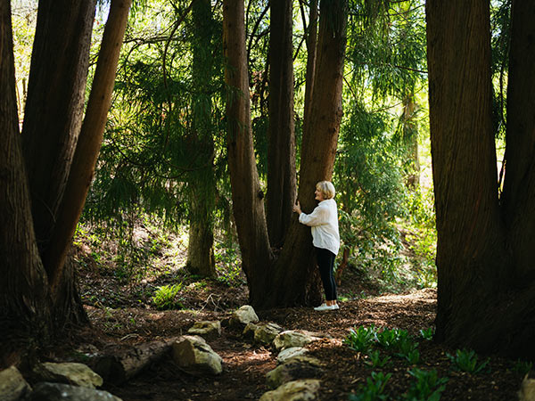 Lakeside Loop, Mount Lofty Botanic Garden walking trails