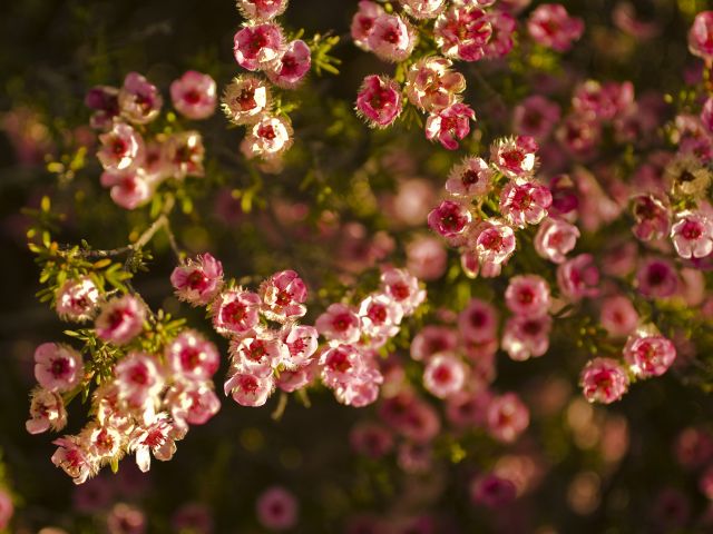 Painted Featherflower (Verticordia picta)