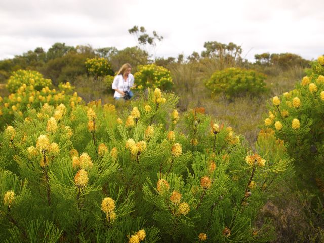 Petrophile fastigiata wildflowers in the Fitzgerald River National Park - Credit TWA