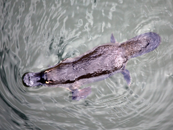 Platypus in Eungella National Park in Australia