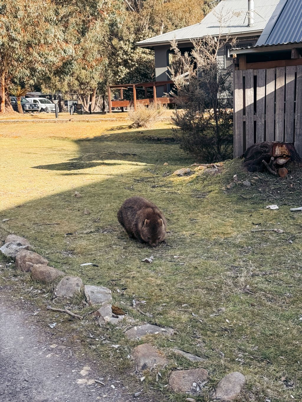 Resident wombats at Pumphouse Point
