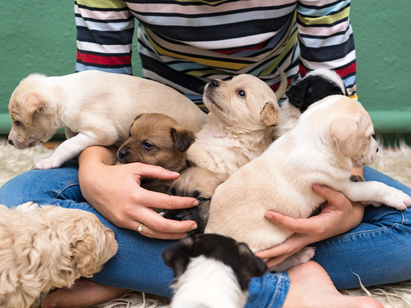 Woman playing with puppies