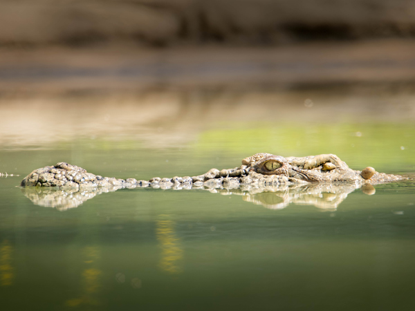 Freshwater crocodiles at the Crocodile Cabins