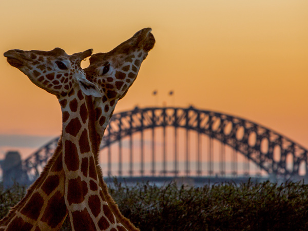 Taronga After Dark Giraffes at Sunset