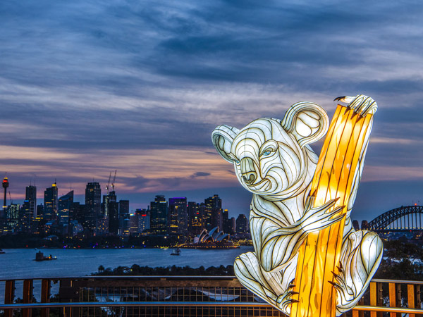 Taronga After Dark Koala Lantern at Sunset
