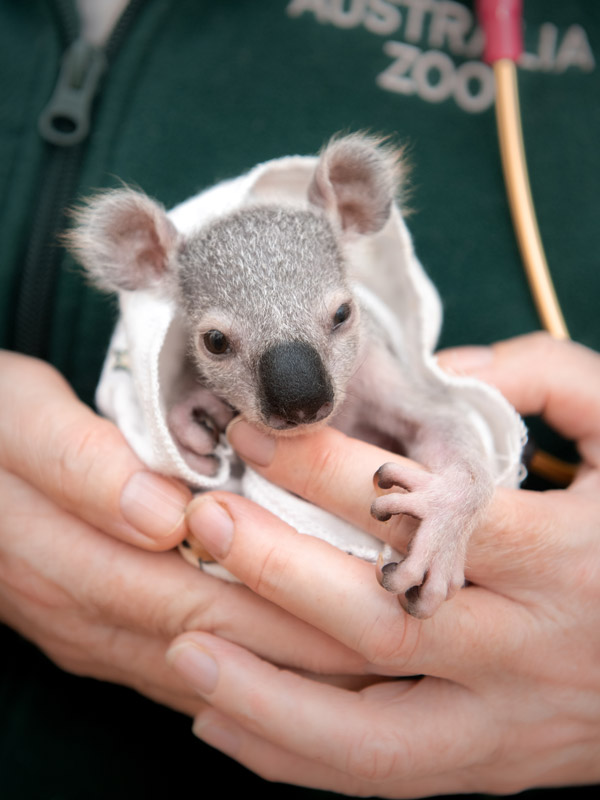 Tex the Koala at Australia Zoo Wildlife Hospital