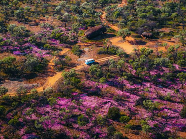 Wildflowers at Datjoin Rock 