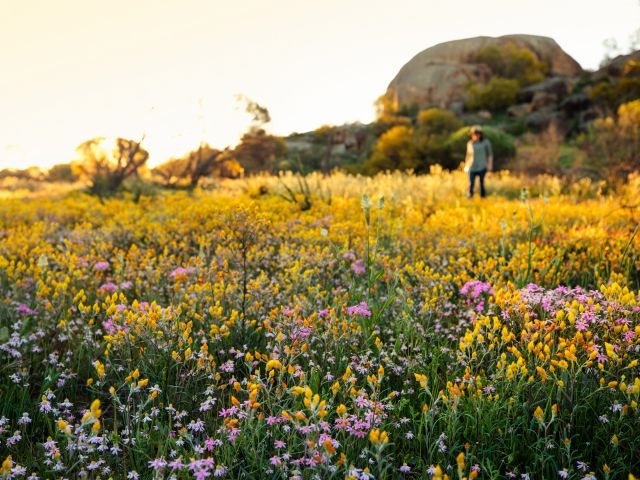 Wildflowers near Eaglestone Rock
