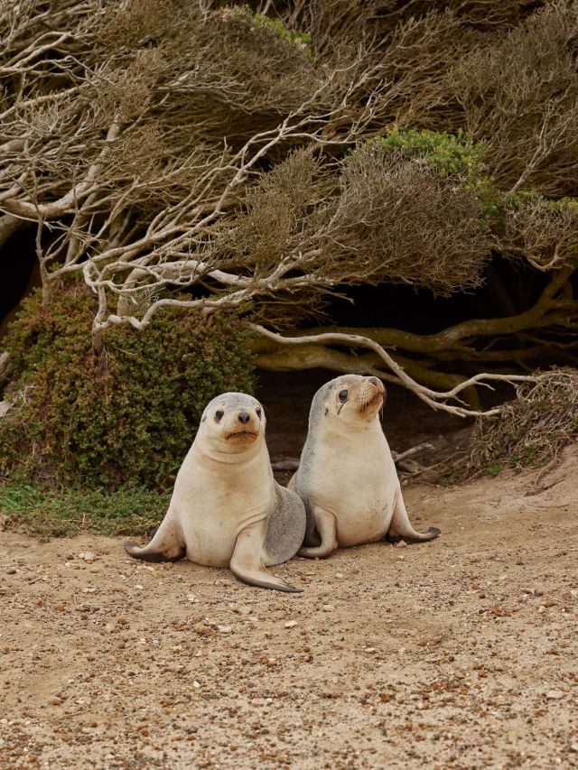 Kangaroo Island
