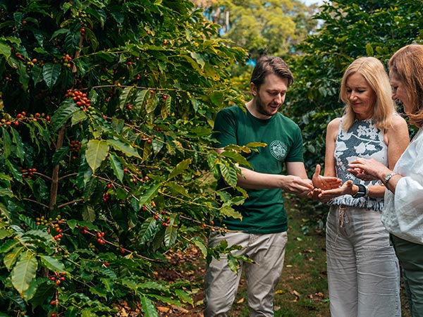 coffee plantation tour