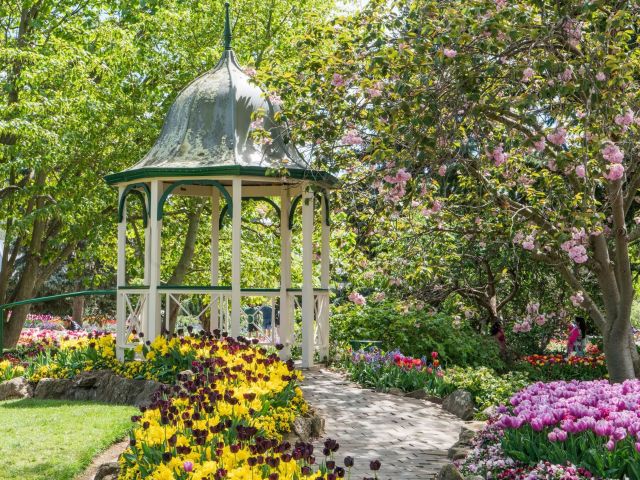 tulip time bowral