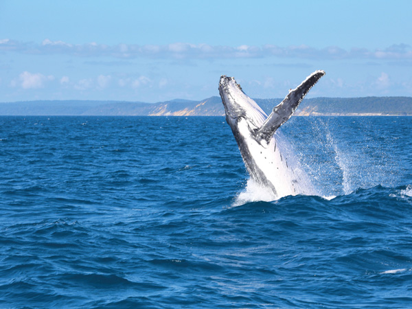 a humpback whale above the water in Hervey Bay