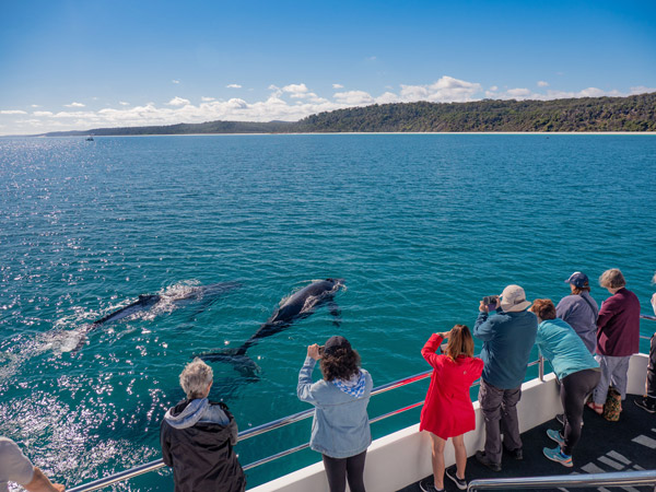 a group of people whale watching during the Spirit of Hervey Bay morning tour