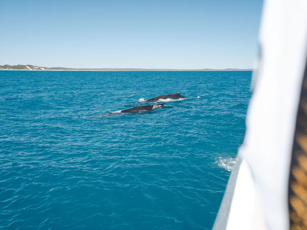 whale watching with Tasman Venture, Hervey Bay
