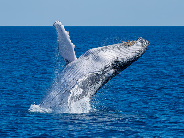 a humpback whale rising from the waters, Noosa Thriller Ocean Adventures