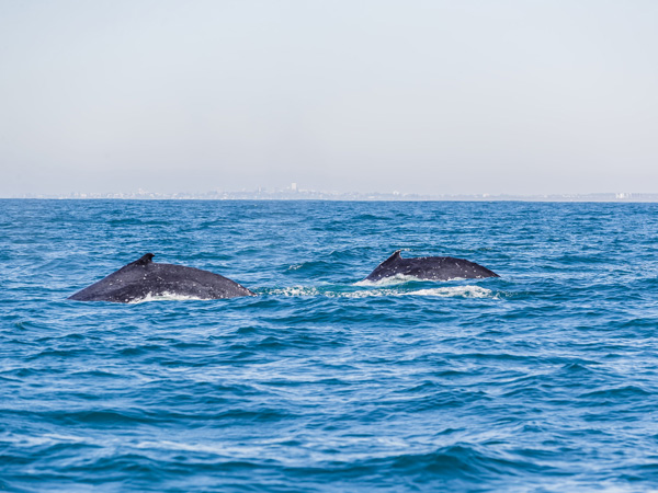 travelling humpbacks on Sunshine Coast