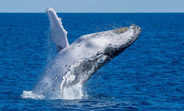 whale watching sunshine coast