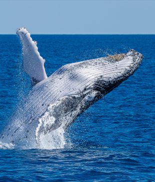 <p><i>A comprehensive guide</i> to whale watching on the <strong>Sunshine Coast</strong></p>
