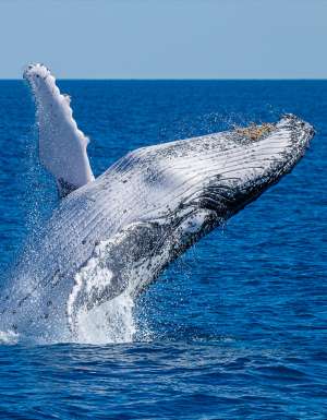 whale watching sunshine coast
