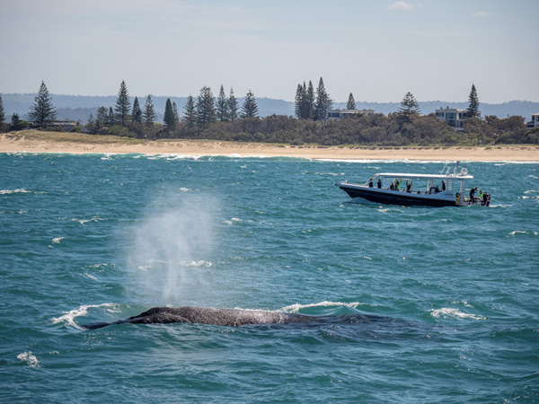 a whale watching tour off Mooloolaba with Sunreef
