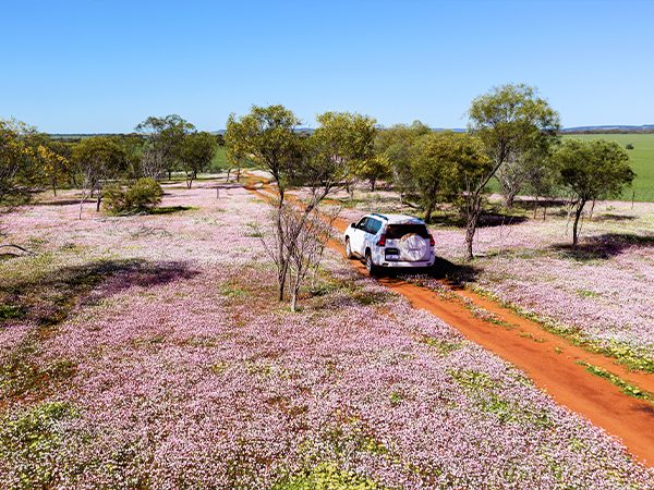 Pink wildflowers in Morawa Western Australia