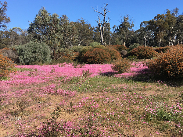 Pink wildflowers in western australia