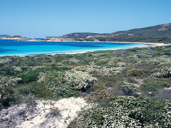 White wildflowers next to the beach in Esperance 