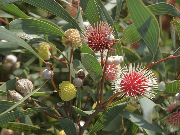 Pincushion Hakea flower in bloom