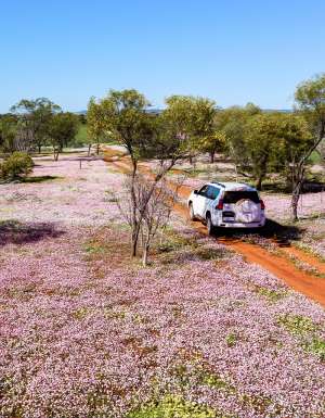 Pink wildflowers in Morawa Western Australia