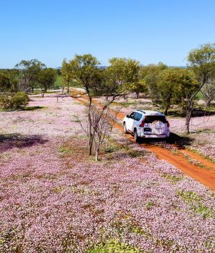 <p>4 <i>spectacular wildflower</i> road trips in <strong>Western Australia</strong></p>
