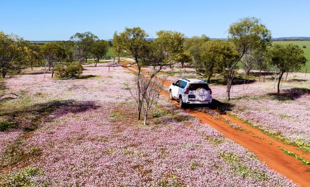 Pink wildflowers in Morawa Western Australia
