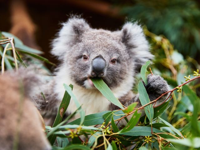 A koala eating eucalyptus leaves at Ballarat Wildlife Park.