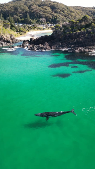 Whale watching in Seal Rocks, NSW