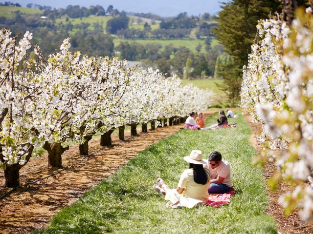 CherryHill Orchards, Victoria