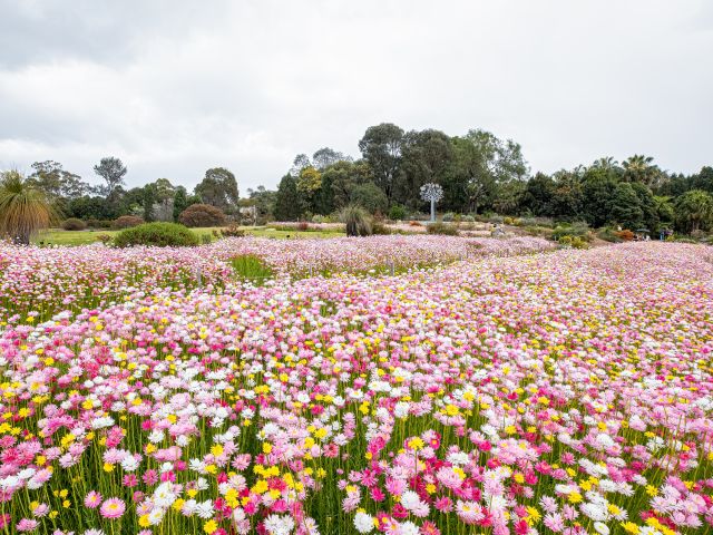 Paper Daisy Spring Festival, NSW