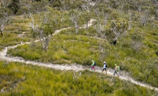 Three hikers walking along a trail in bushland