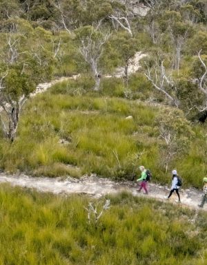 Three hikers walking along a trail in bushland